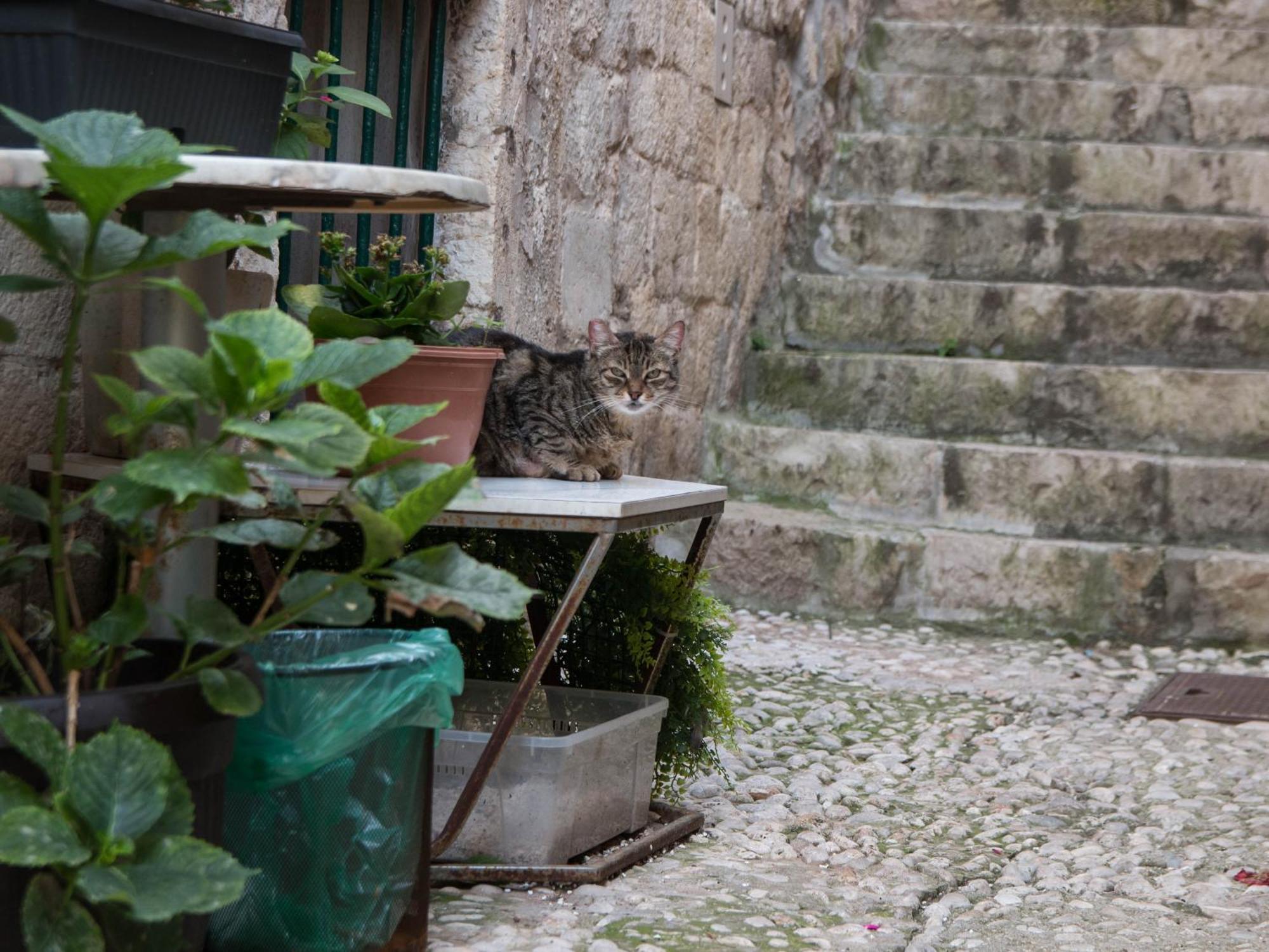 Belissima Ella Dubrovnik Exterior foto